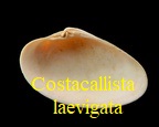 Costacallista laevigata, Lamarck 1806
